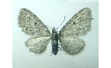 Eupithecia Eupithecia