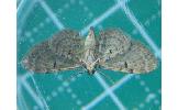 Eupithecia sp.