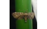 Eupithecia sp.