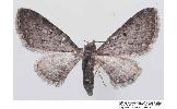 Eupithecia sp.