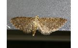 Eupithecia sp.