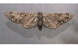 Eupithecia Eupithecia