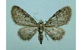 Eupithecia Eupithecia