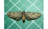 Eupithecia Eupithecia