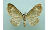 Eupithecia Eupithecia