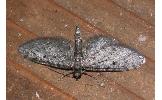 Eupithecia sp.