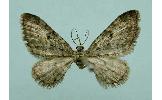 Eupithecia Eupithecia