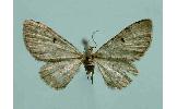 Eupithecia Eupithecia