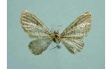 Eupithecia Eupithecia