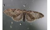 Eupithecia Eupithecia