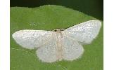 Idaea sp.