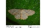 Idaea Idaea