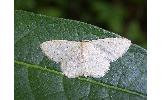 Idaea Idaea