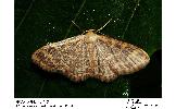 Idaea Idaea