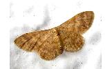 Idaea Idaea