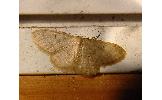 Idaea Idaea