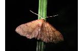 Idaea Idaea