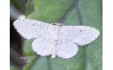 Idaea Idaea