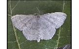 Scopula Scopula