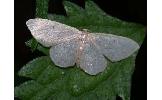 Idaea sp.