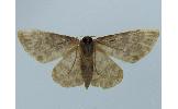 Idaea Idaea