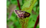 Idaea Idaea