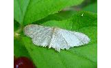 Idaea Idaea