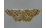 Idaea Idaea