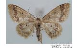 Idaea Idaea