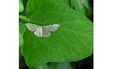 Idaea Idaea