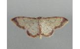 Idaea Idaea