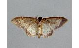 Idaea Idaea