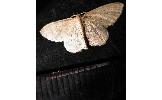 Idaea sp.