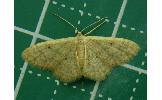 Idaea sp.