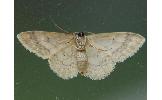 Idaea Idaea