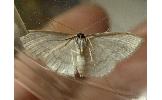 Scopula Scopula