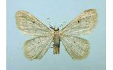 Idaea Idaea