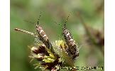 Glyphipterix Glyphipterix