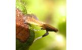 Caloptilia camphorae