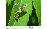 Caloptilia wakayamensis