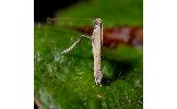 Caloptilia sp.