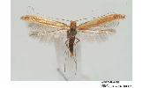 Caloptilia sp.