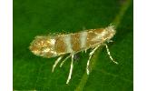 Phyllonorycter Phyllonorycter