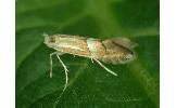 Phyllonorycter Phyllonorycter