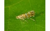 Phyllonorycter Phyllonorycter