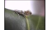 Phyllonorycter sp.