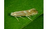 Phyllonorycter Phyllonorycter