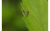 Phyllonorycter Phyllonorycter