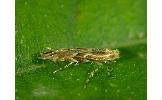 Phyllonorycter Phyllonorycter