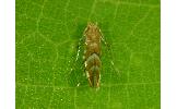 Phyllonorycter Phyllonorycter